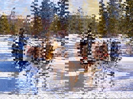 Kanefart fra Haraldvangen på Ljøsheim 29.des 2021